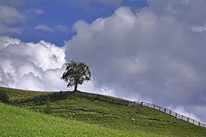 Deserted Meadow Imprime: A tree in a meadow