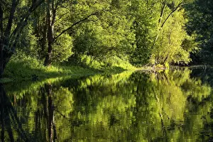 German River Scenery Imprime: Tree reflection in the river Lippe