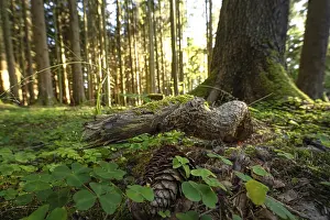 Black Forest Germany Landscape Imprime: Tree root in the evening light