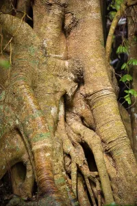Strangler Fig Roots Imprime: Tree root with strangler fig in detail