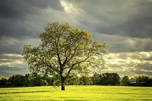 Cornfield Landscape Photography Imprime: A tree in spring in a cornfield