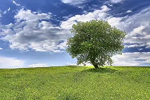 Northern Europe Trees Imprime: Tree on spring meadow