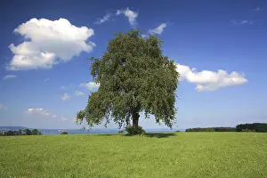 Cumulus Cloud Photography Imprime: Tree in a summer setting with white clouds