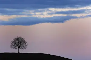 Single Tree Silhouette Imprime: Tree at sunset