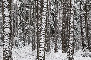 Coniferous Forest Imprime: Tree, trees, coniferous forest