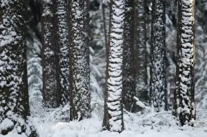 Coniferous Forest Imprime: Tree, trees, coniferous forest