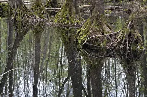 Wooded Landscape Imprime: Tree, trees, mirror, reflection
