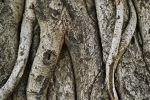 Close Up Tree Bark Imprime: Tree trunk bark texture background close up