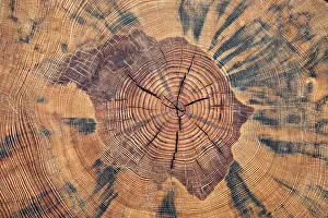 Tree Trunk Cross Section Imprime: Tree trunk, cross section