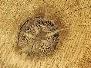 Annual Ring Pattern Imprime: Tree trunk, cross section with decaying core