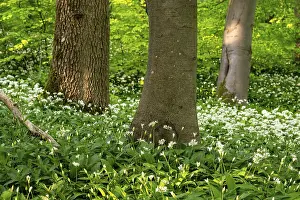 European Deciduous Trees Imprime: Tree trunks in an idyllic deciduous forest in spring