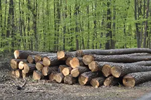 Forest Management Imprime: Tree trunks, tree trunk, logs, forest
