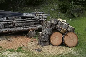 Forest Management Practices Imprime: Tree trunks, tree trunk, trunks