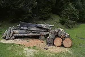 Timber Industry Images Imprime: Tree trunks, tree trunk, trunks