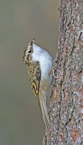 Deserted Bird Photography Imprime: Treecreeper