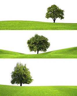 Cutout Image Imprime: Three trees