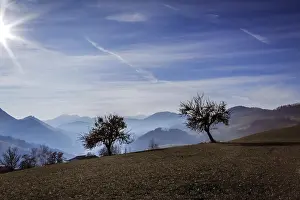 Europe Trees Imprime: Two trees