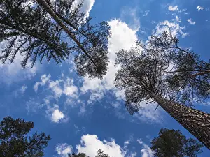Deserted Forest Europe Imprime: Trees with a cloudy sky