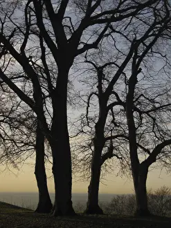Evening Landscape Photography Imprime: Trees in the evening backlight