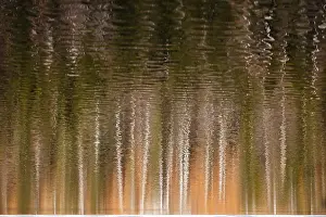 Austrian Landscape Photography Imprime: Trees are reflected in the lake
