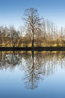 German Waterfront Imprime: Trees reflected in the Lech river