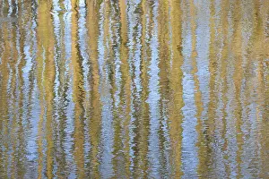 Undulating Water Surface Imprime: Trees reflected on an undulating water surface