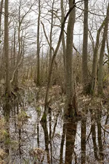 Marshland Scenery Imprime: Trees with reflection, marshland