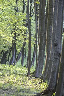Serene Countryside Scene Imprime: Trees in spring park