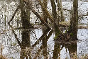 Muritz National Park Germany Imprime: Trees in a swamp with reflection