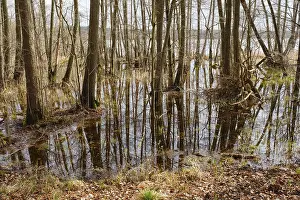 German National Parks Imprime: Trees in a swamp with reflection