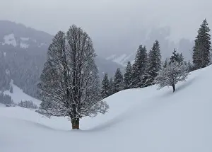 Central European Landscapes Imprime: Trees in winter