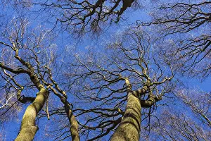 View From Below Trees Imprime: Treetops in spring