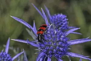 European Beewolf Imprime: Trichodes apiarius, bee wolf