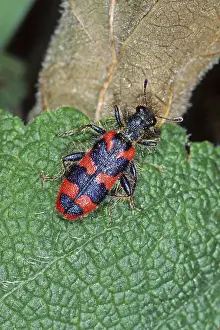 European Beewolf Insect Imprime: Trichodes apiarius, bee wolf