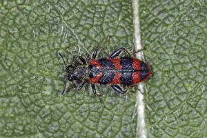 Trichodes Apiarius Imprime: Trichodes apiarius, bee wolf