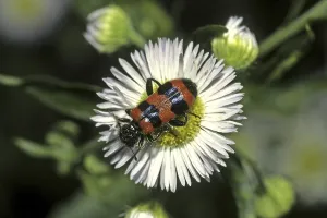 Trichodes Apiarius Imprime: Trichodes apiarius, bee wolf