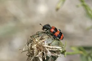 Impresiones de Trichodes apiarius, lobo de la abeja Comedores De Abejas Imprime: Trichodes apiarius, lobo de abeja.