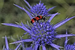 Trichodes Apiarius Imprime: Trichodes apiarius, bee wolf