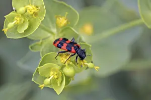 Trichodes Apiarius Imprime: Trichodes apiarius, bee wolf