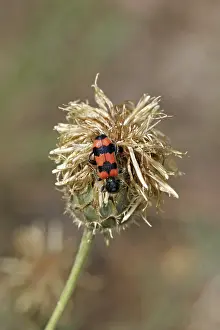 Trichodes Apiarius Imprime: Trichodes apiarius, bee wolf