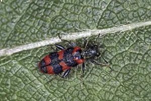 Impresiones de Trichodes apiarius, lobo de la abeja Comedores De Abejas Imprime: Trichodes apiarius, lobo de la abeja.