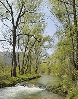 European Riverine Landscapes Imprime: Triesting river in spring, Triestingtal valley