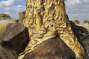 Tree Trunk Detail View Imprime: Trunk of a quiver tree