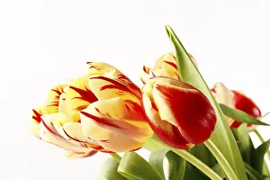 Cut Flower Bouquet Imprime: Tulips