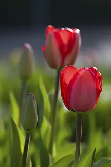 Tulip Inflorescence Imprime: Tulips in the backlight