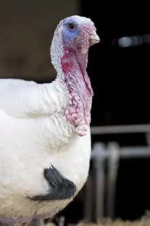 Animal Husbandry Practices Imprime: Turkey