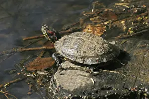 Reptile Species Imprime: Turtle
