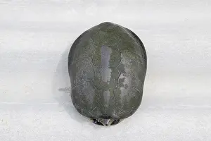 Impresiones de La tortuga se esconde en la concha y no sale de ella. Tortuga de río ordinaria de latitudes templadas. La tortuga es un reptil antiguo Tortugas De Río Imprime: La tortuga se esconde en la concha y no sale de ella.