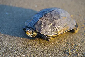 Impresiones de Una tortuga sentada sobre una superficie arenosa con ligera reflexión de luz, tortuga del estanque balcánico (Mauremys rivulata), tortuga del arroyo balcánico, Ayvalik, Mar Egeo, Turquía Tortugas De Estanque Imprime: Una tortuga sentada sobre una superficie arenosa con una ligera reflexión de luz.