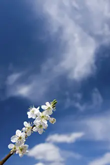 Vernal Flowers In May Imprime: Twig of abloom tree